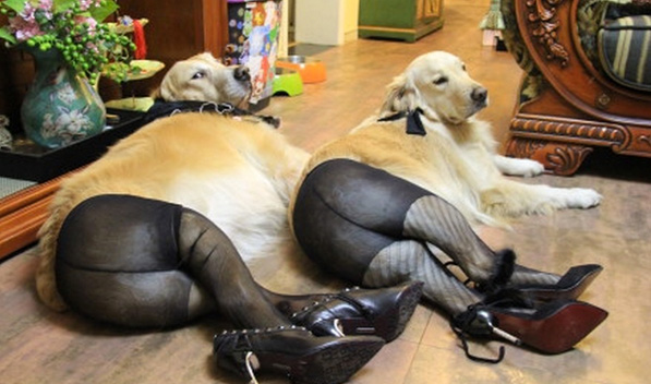 Des chiens en collants : le nouveau mème chinois