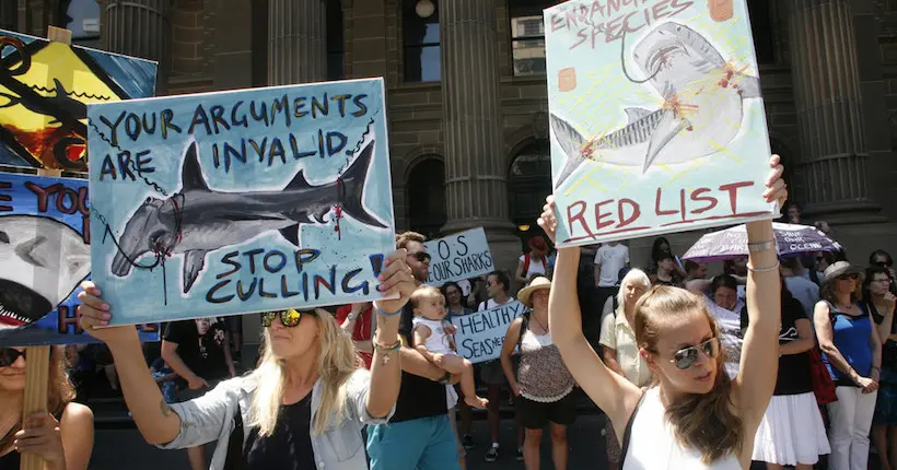 Un appel massif lancé contre la chasse aux requins