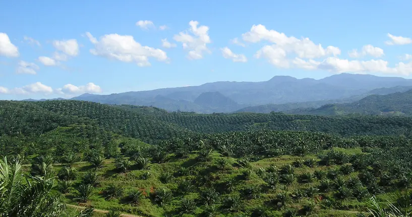 Amnesty International dénonce de graves abus dans les plantations de palmiers à huile