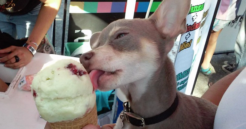 À Mexico, un glacier propose des délices à partager avec son chien