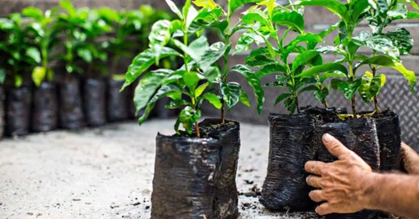 Starbucks s’engage à planter 100 millions de caféiers d’ici à 2025