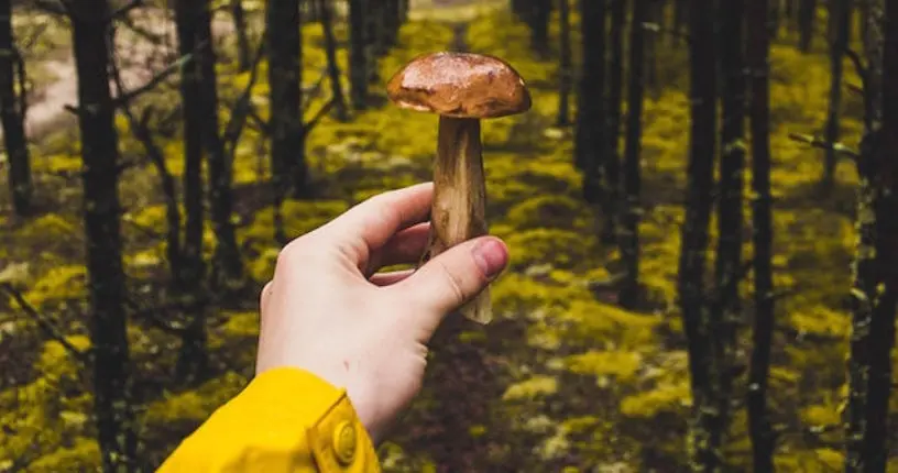 #NEED : la bière aux champignons pourrait sauver nos soirées d’automne