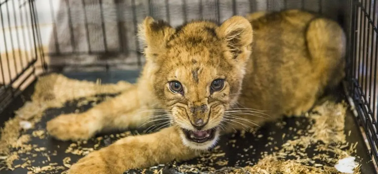 Le lionceau découvert dans un appartement en Seine-Saint-Denis a rejoint une réserve naturelle