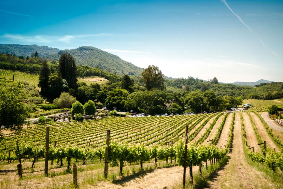 La France a-t-elle (vraiment) une dent contre le vin américain ?