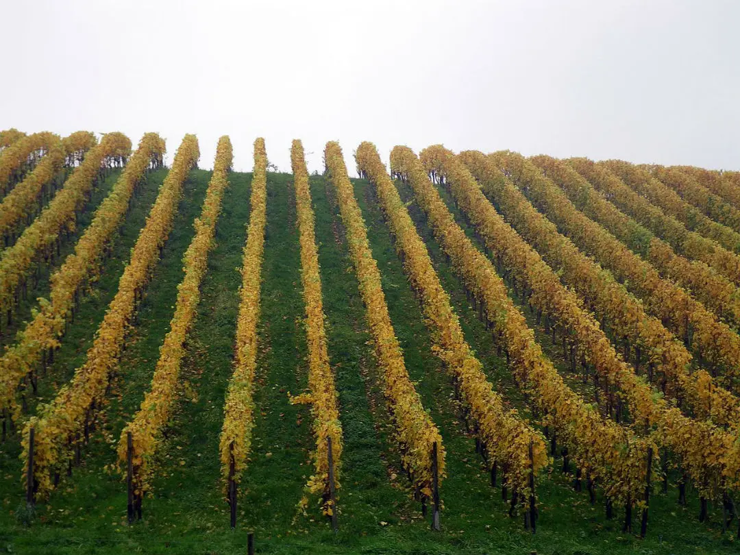 Il a fait tellement chaud cette année que même le vin néerlandais va être bon