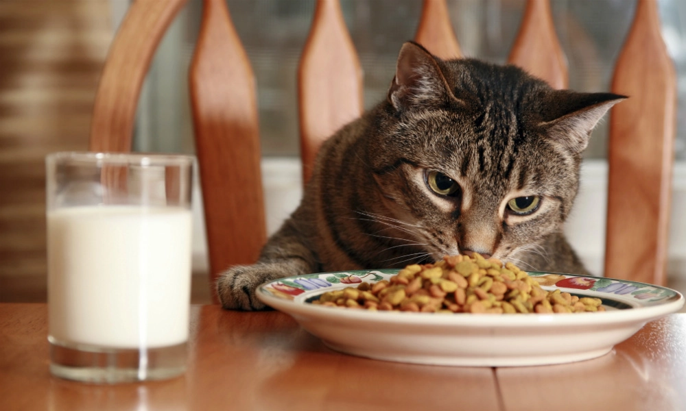 Pourquoi cuisiner pour son chat n’est pas vraiment une bonne idée