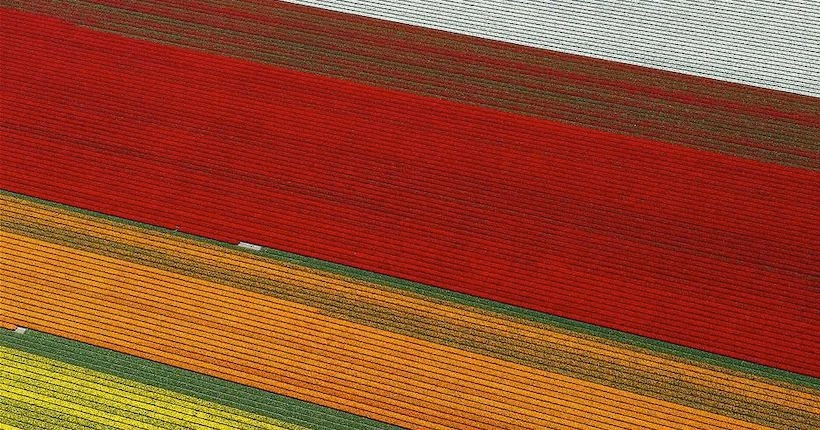 En images : vus du ciel, ces champs de tulipes forment de sublimes patchworks colorés