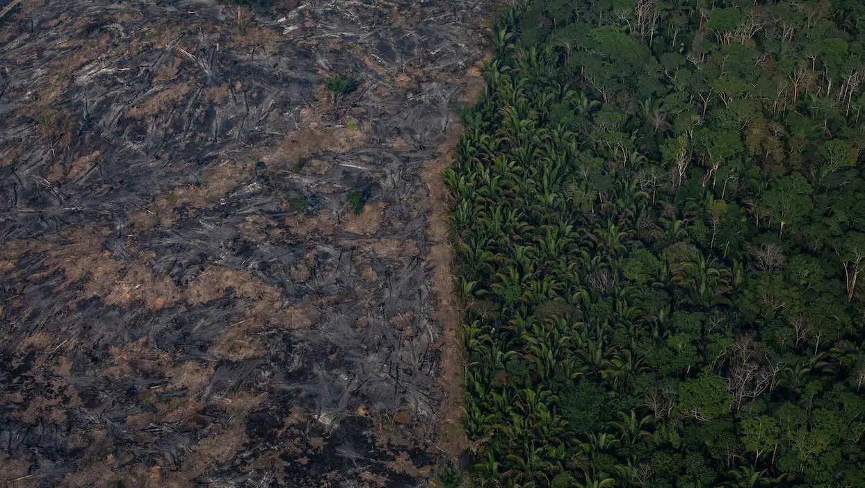 Et pendant ce temps : l’équivalent de la Suisse en forêts vierges a été détruit en 2019