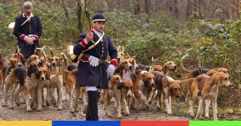 Chasse à courre : des “robots gibiers” pour remplacer les animaux sauvages