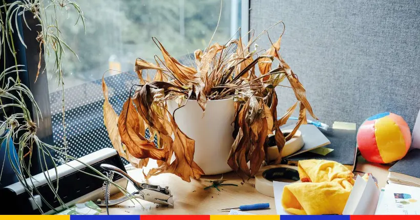 Des photos célèbrent la mélancolie des plantes oubliées au bureau pendant le confinement