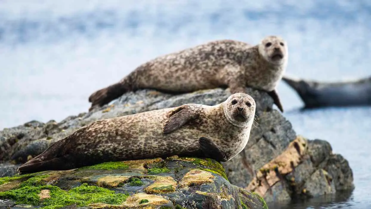 Près de 300 phoques menacés d’extinction retrouvés morts en Russie