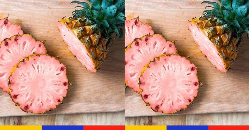 Pas d’inquiétude, ces ananas roses (génétiquement modifiés) sont comestibles