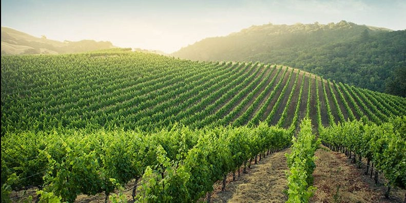 Il a fait si chaud que les vendanges ont (déjà) commencé