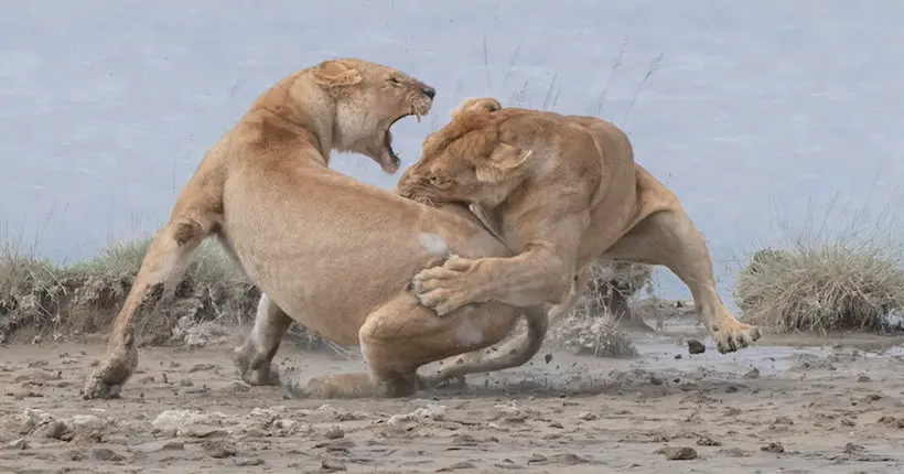 Le concours des plus belles photos de nature a élu ses lauréats 2020