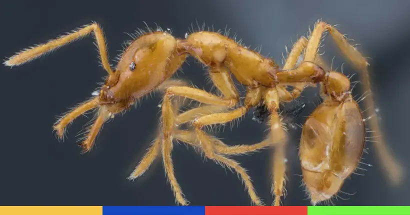 Cette fourmi est le premier animal baptisé avec un nom scientifique non-binaire