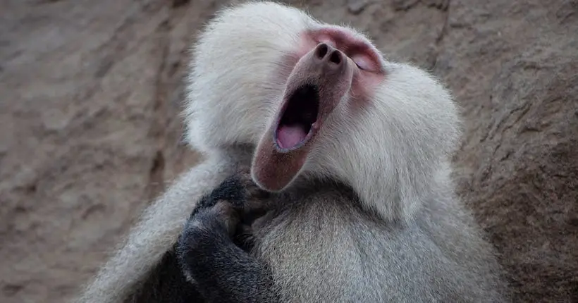 Le concours des photos animalières les plus drôles de 2021 a rendu ses finalistes