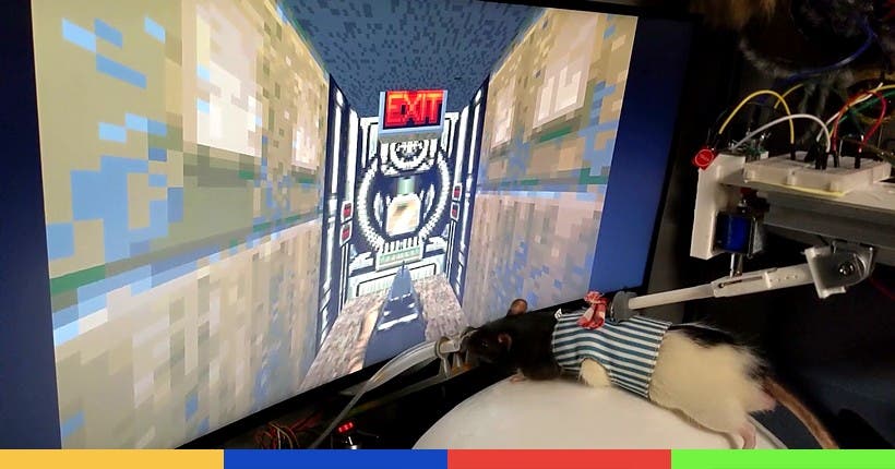 Des rats jouent à Doom II et comptent bientôt débarquer sur Twitch