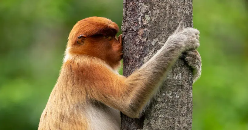 Le concours des photos animalières les plus drôles a révélé ses gagnants 2021