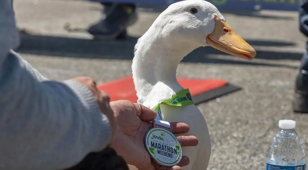 Coin coin : un canard a couru un marathon et a reçu une médaille, voilà bon week-end !