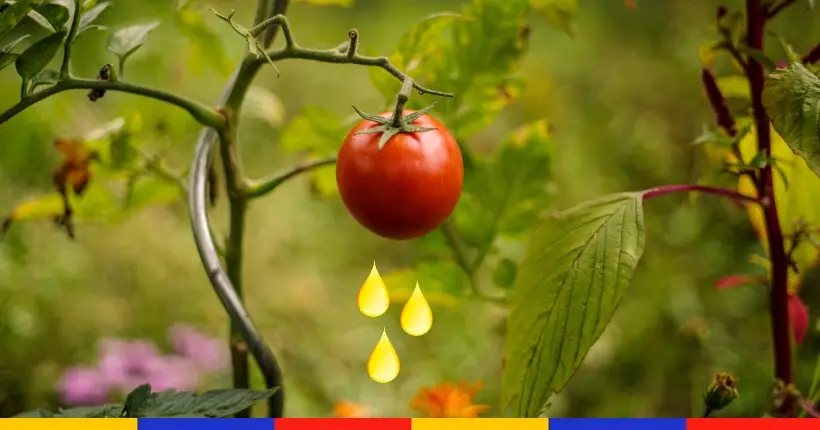 Pourquoi vous devriez faire pipi sur vos plants de légumes ?