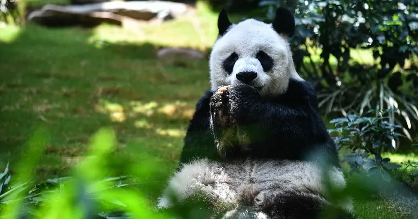 Le plus vieux panda en captivité du monde est mort à 35 ans, soit 105 ans en âge humain