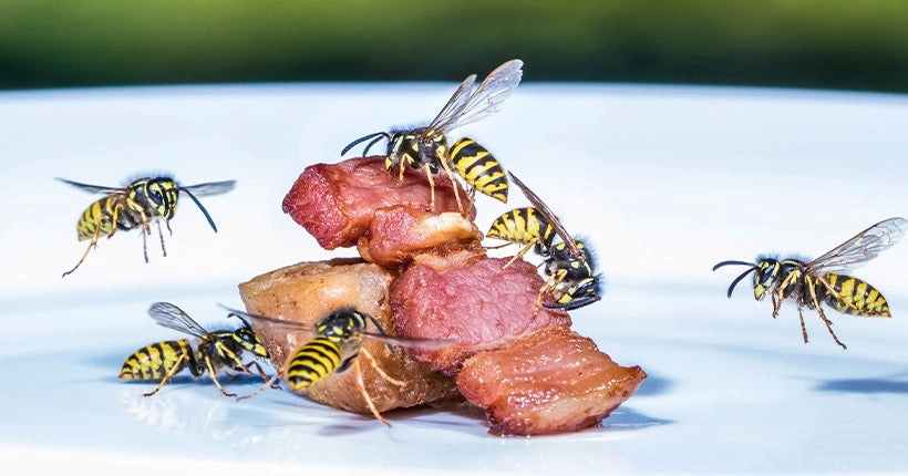 Pourquoi les guêpes sont (encore) aussi nombreuses à s’incruster dans nos assiettes ?