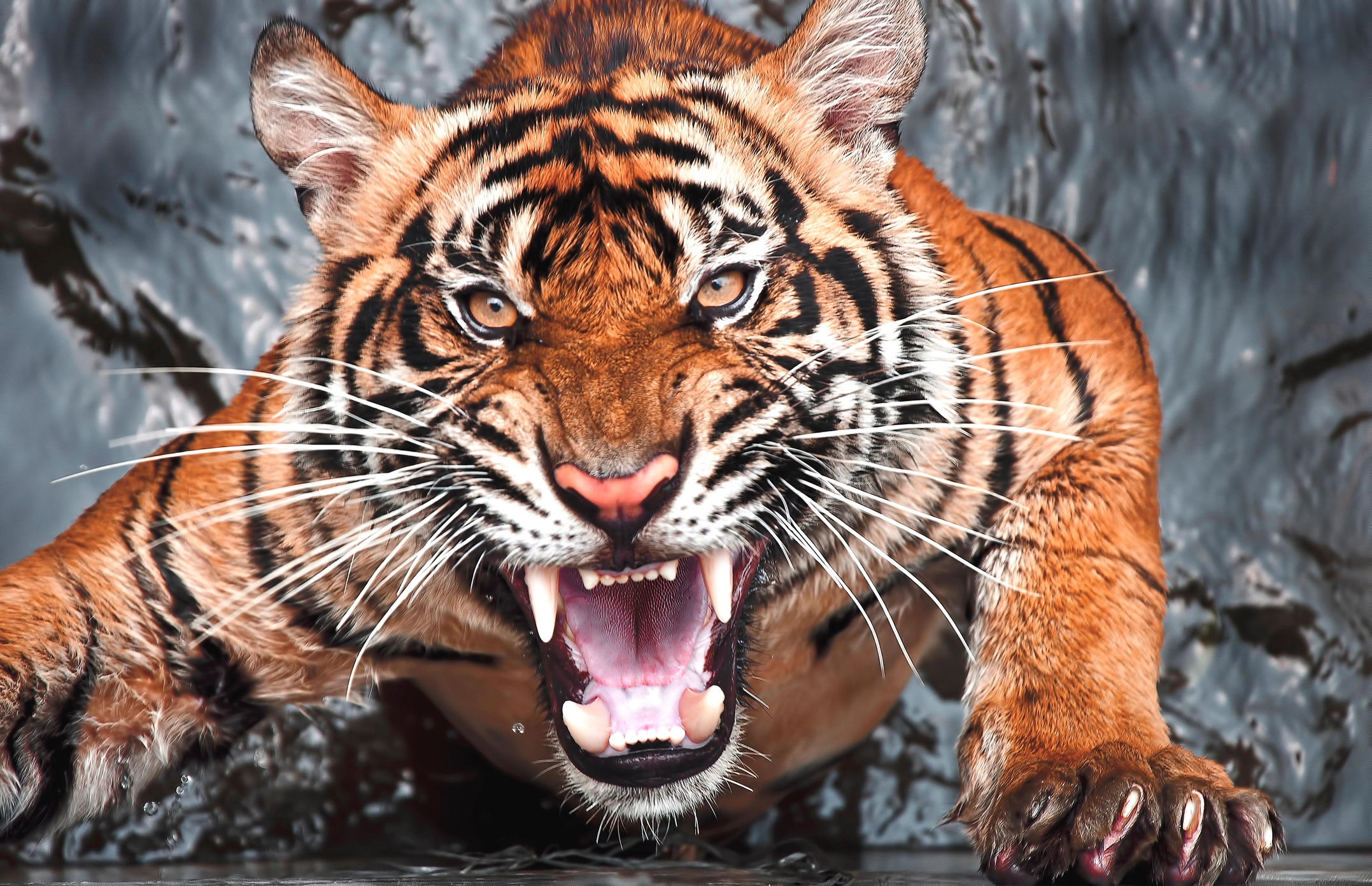 Comment un tigre a foutu le bordel sur un campus universitaire en Inde